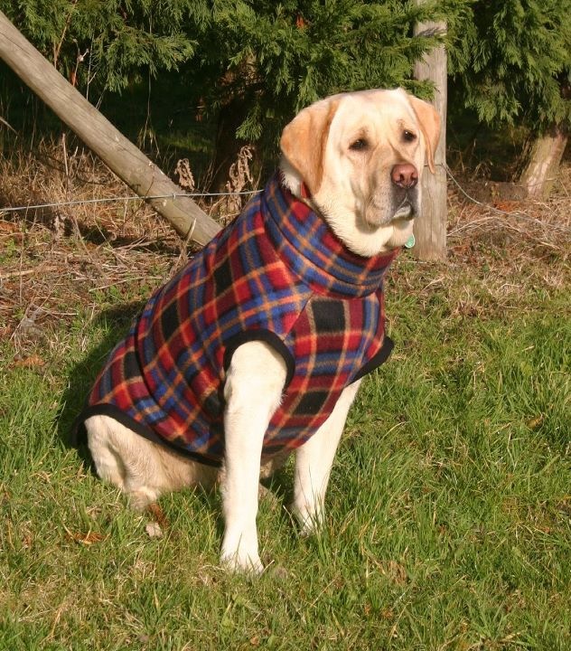 Beautiful yellow Labrador modelling a tartan jumper.