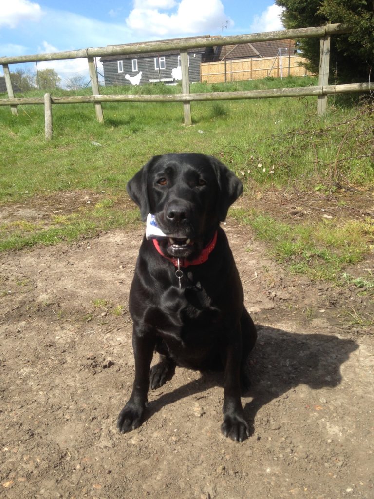 Black Labrador holding a yogurt pot in her mouth.